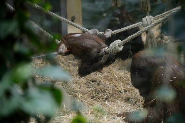 Zoo de beauval camping : une aventure inoubliable en famille